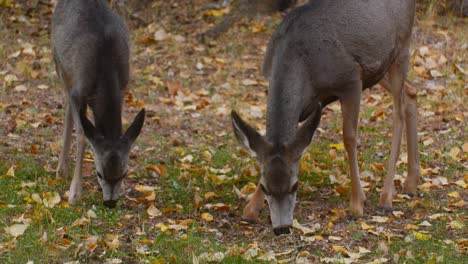 deer mother and fawn grazing in neighborhood at autumn