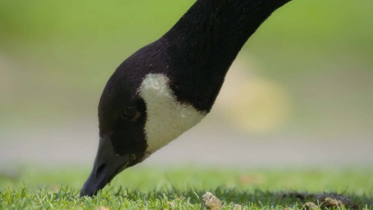 Canadian goose eating grass of the park lawn in summer
