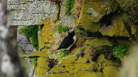 zoom en la toma de dos frailecillos en los acantilados de látrabjarg, islandia