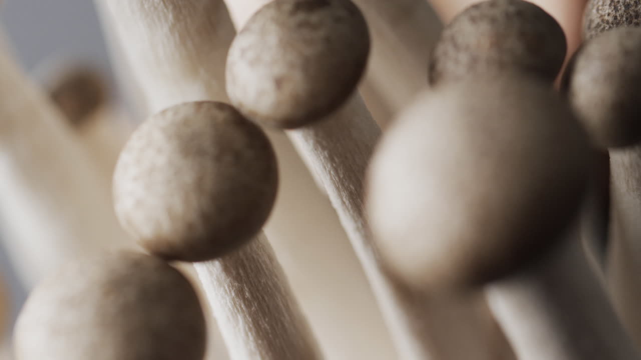micro vídeo de un primer plano de hongos con espacio de copia en un fondo gris