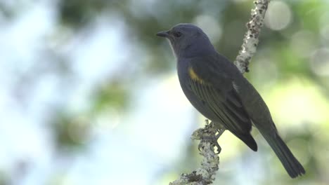 Golden-chevroned-Tanager-sitting-on-a-branch,-Sanhaço-de-encontro-amarelo,-Tangara-Ornata-species