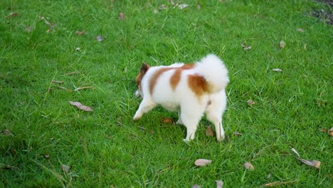 fluffy pedigree pomeranian dog walking on a green lawn