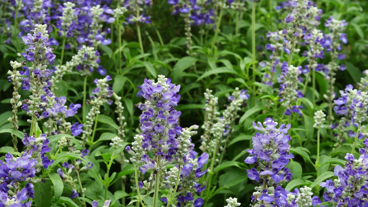 Fiori di salvia viola che crescono nel paesaggio di un parco pubblico nel centro di Shanghai in 4K25p.