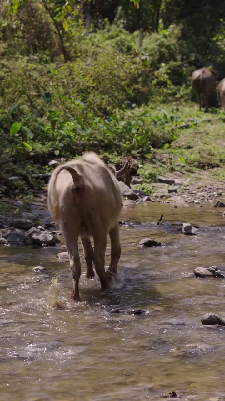 Bufalo d'acqua in un fiume