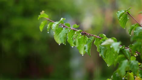 leaves sway in the breeze as slow motion rain falls, water dripping gently from each leaf during a calming afternoon storm.