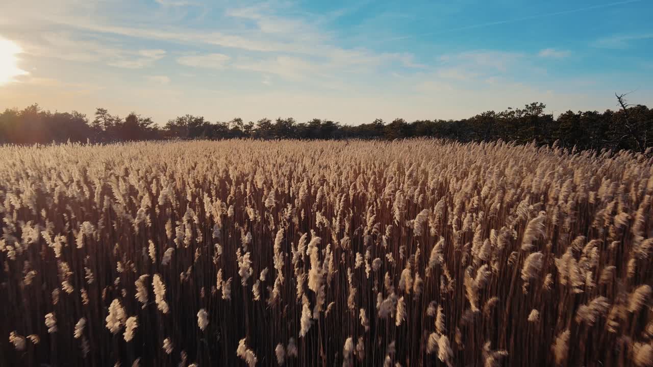 아메리카에서 황금 해가 지는 동안 흔들리는 옥수수와 함께 공중 비행 밀  ⁇