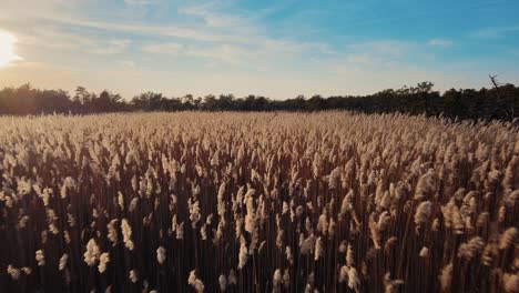 aerial flyover wheat field with swaying corn during golden sunset in america