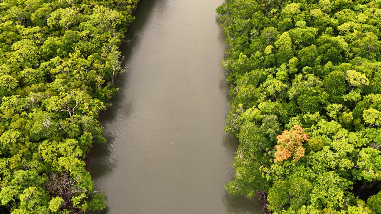 Drone camera smoothly pans above dense rainforest and winding river estuary in Port Douglas, Australia, under soft natural daylight, revealing lush green canopy