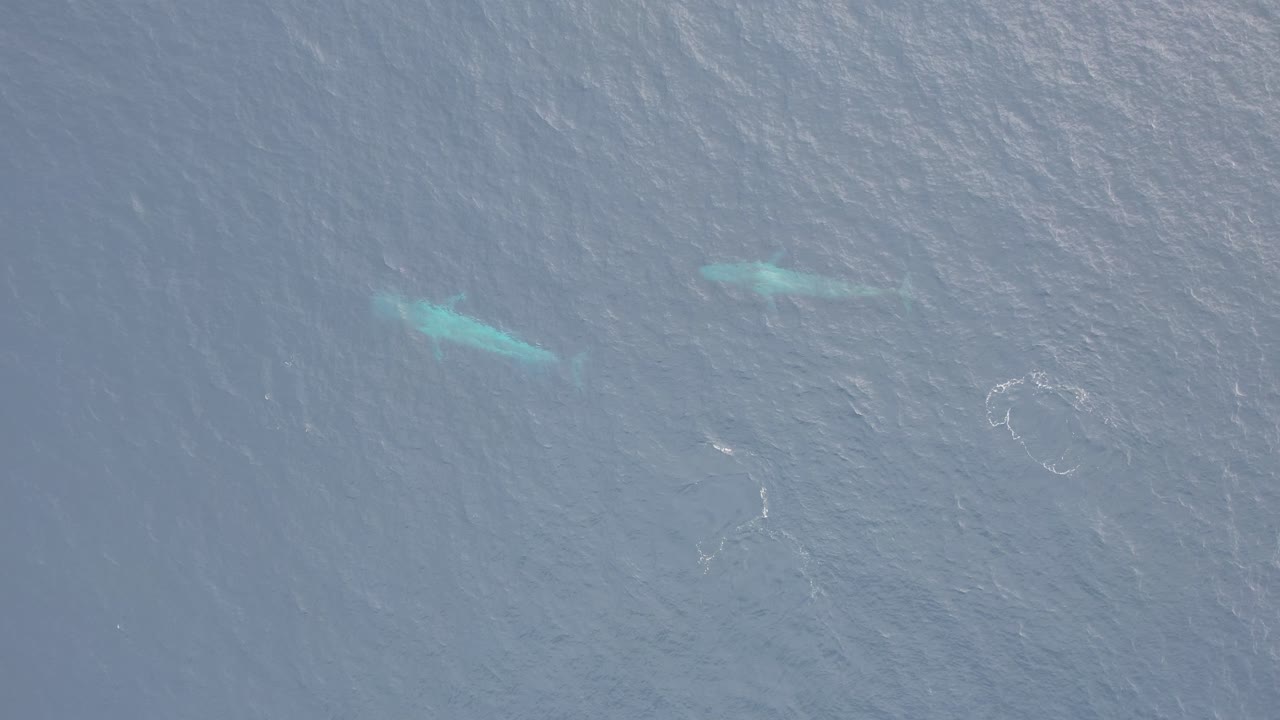 두 개의 파란 고래가 바다 표면에 가까이 헤엄쳐 서 오스트레일리아의 바다에서 함께 회전합니다.