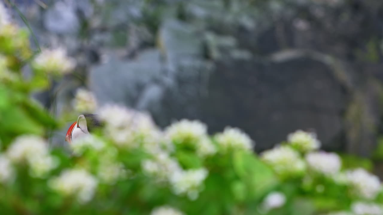 Close-up artistic shot of an Atlantic puffin (Fratercula arctica) peeking curiously through lush green leaves and soft white flowers, creating a dreamy and mysterious, versatile nature scene