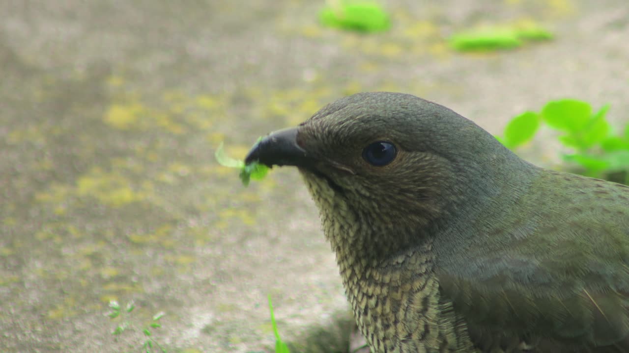 Satin Bowerbird Female Eating Grass and Leaves In Garden Looking Around Very Close Up Daytime Australia, Victoria, Gippsland, Maffra