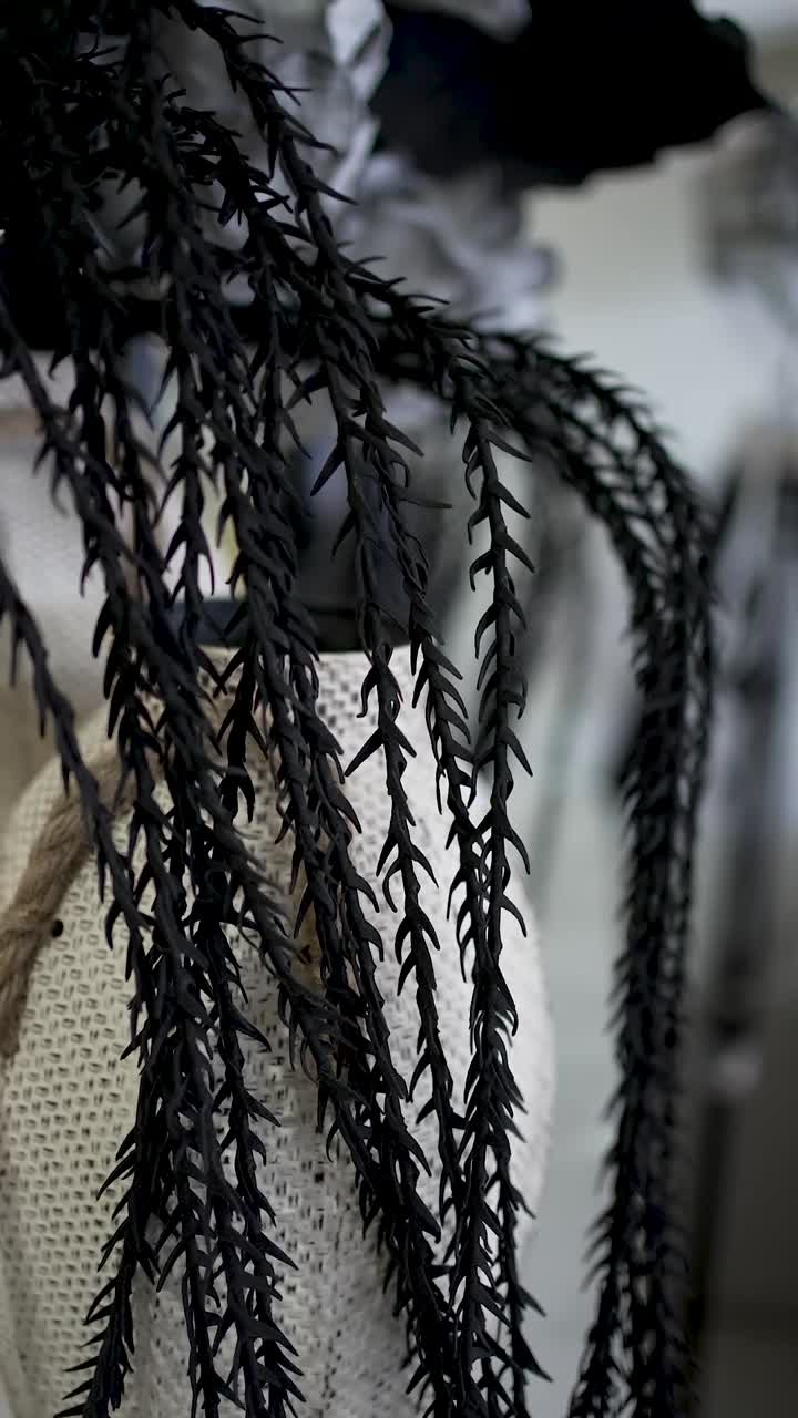 A striking black plant hangs gracefully in a softly lit room, complementing the neutral decor