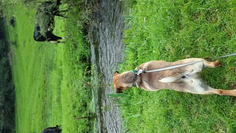 Vertical-Cute-adventurous-puppy-watching-curious-cows-grazing-near-rural-meadow-stream-hillside