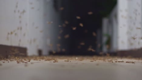 a large number of moths at night when it rains under the lights.