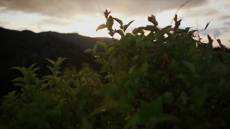 Foliage and Sunset Landscape