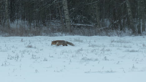 majestic red fox hunting in winter forest landscape, follow up shot