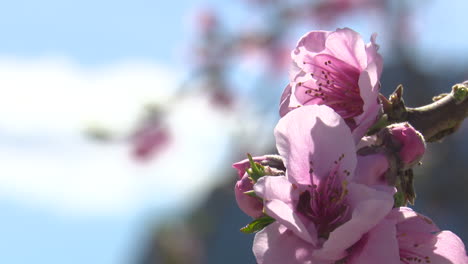 pink peach blossoms in springtime
