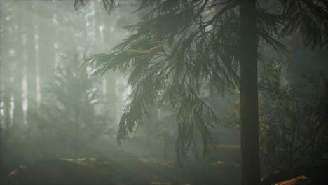 mañana con niebla en el parque nacional de la secuoya