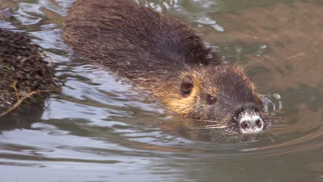 Ein-Biber-Schwimmt-In-Einem-Fluss-1