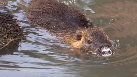 un castor nada en un río 1