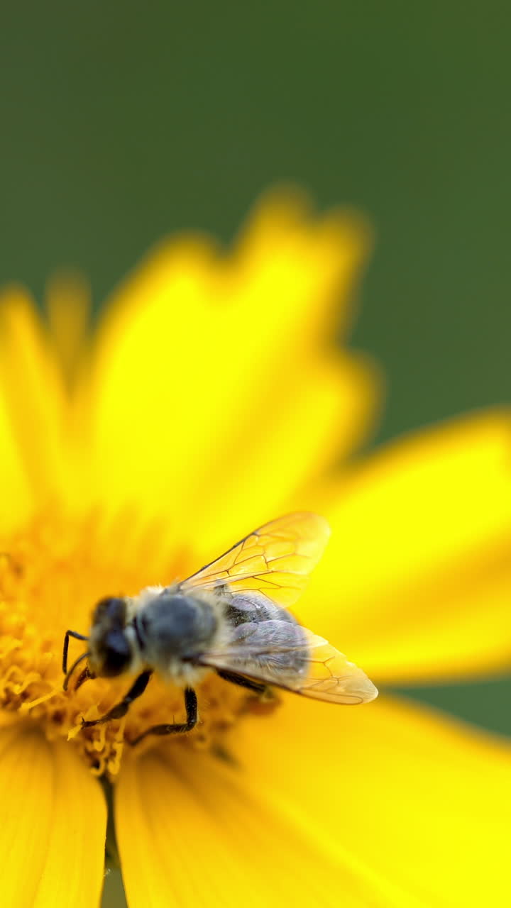 Coreopsis. Flower with bee, pollination Vertical video