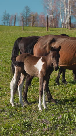 little foal with white legs and stain on side grazes with dam on paddock field slow motion. cute colt shakes tail roaming with herd on farming area