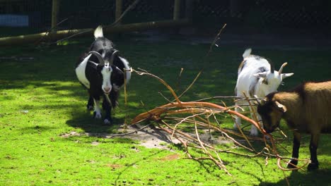 group-of-goats-gathered-together-to-eat-from-the-same-branch-in-the-afternoon-good-vibes-beautiful-atmosphere-lovely-one-of-them-is-really-fat-by-the-way-funny-slow-motion