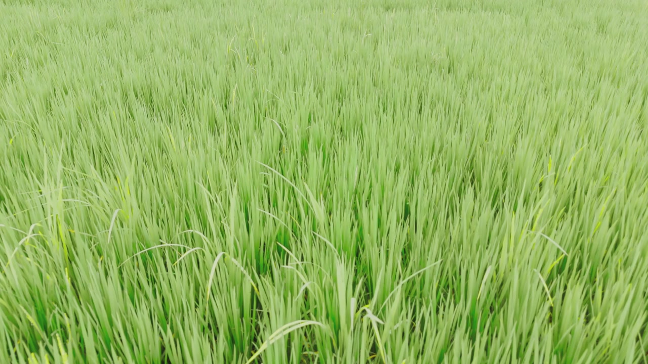 Lush green rice fields with farmers working in traditional agriculture, showcasing rural life, sustainable farming, and natural beauty of the countryside.