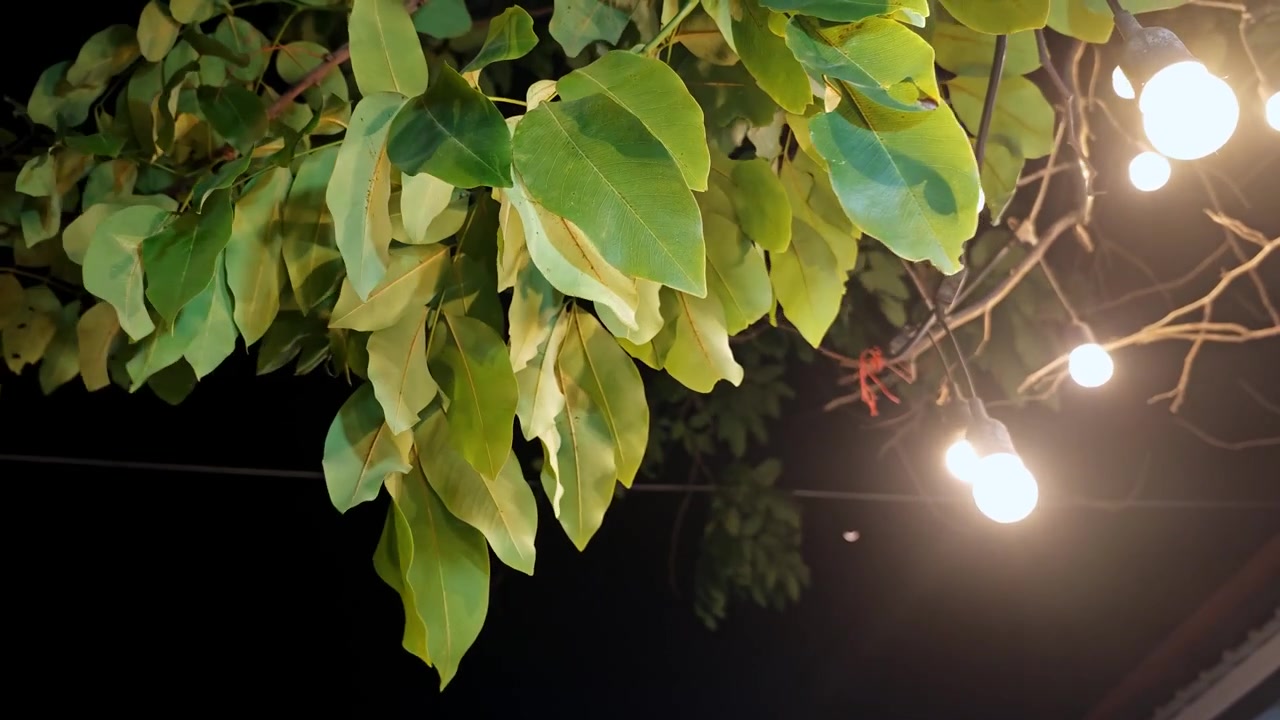 Una serena scena notturna che mostra foglie illuminate in un giardino urbano creando un'atmosfera rilassante