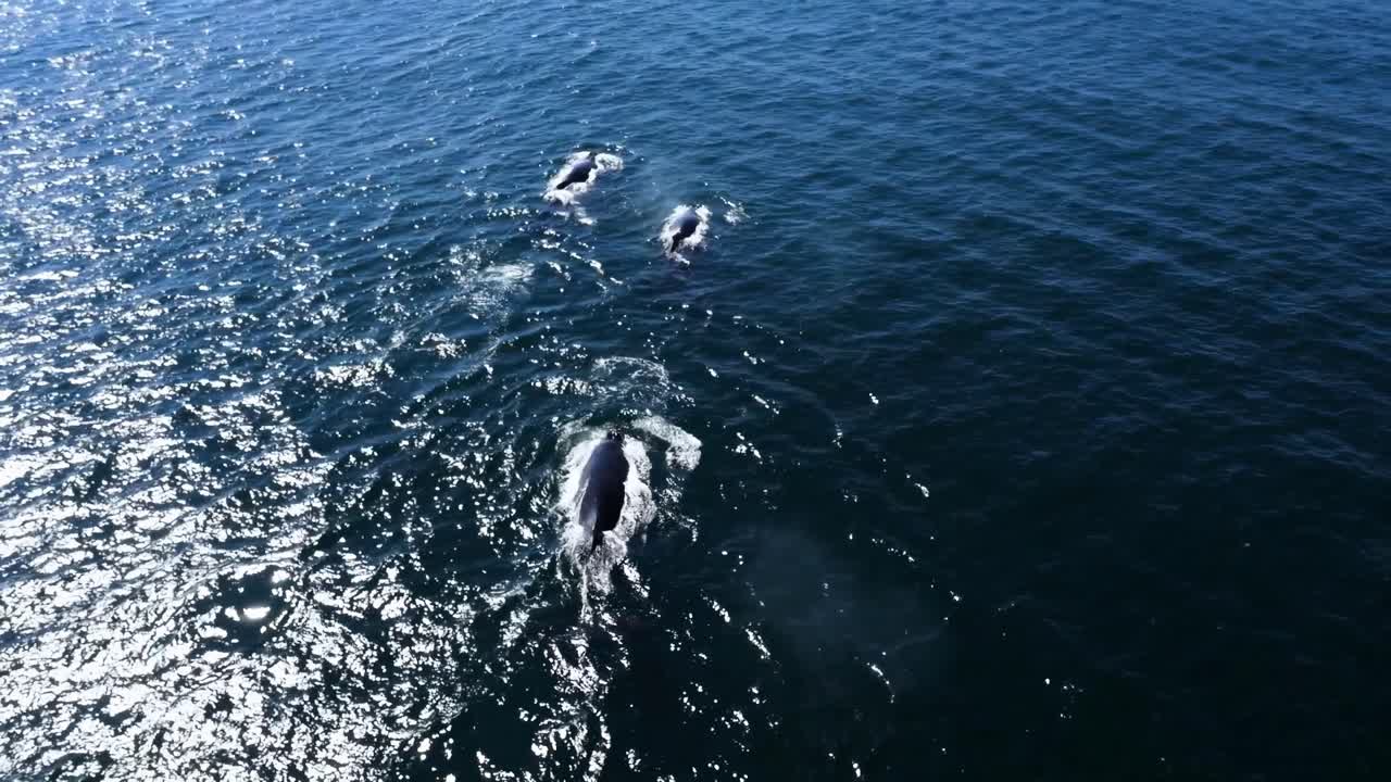 Witness the awe-inspiring dance of humpback whales as they breach the ocean’s surface in perfect harmony