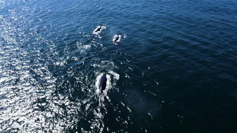 Sea-Testigo-De-La-Impresionante-Danza-De-Las-Ballenas-Jorobadas-Mientras-Emergen-A-La-Superficie-Del-Océano-En-Perfecta-Armonía.