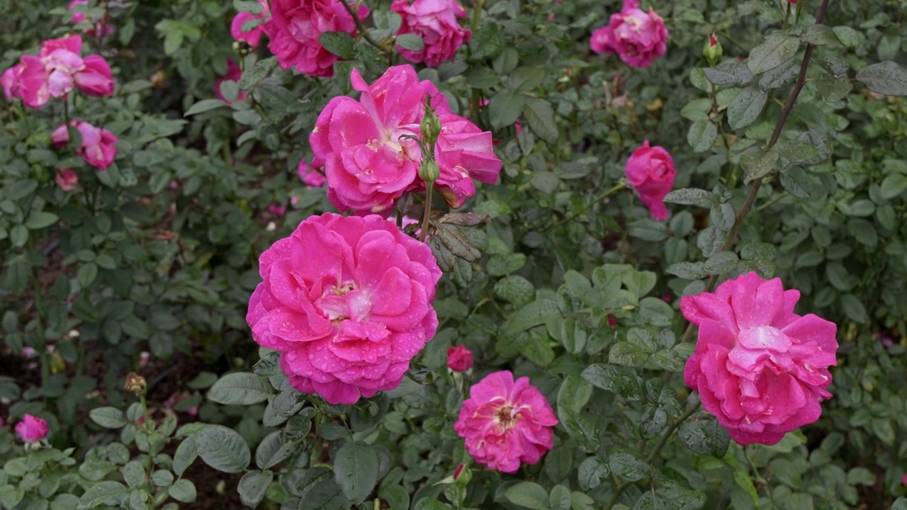 Många livfulla rosa rosor täcker en fyllig grön buske i en frodig utomhusträdgård, vilket bildar en tät uppvisning av blommor och blad en lugn dag.