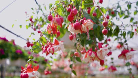 slow pan around fuchsia hanging baskets in greenhouse red pink and white