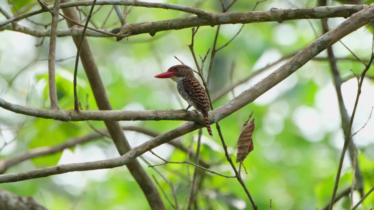 mirando hacia la izquierda cuando su corona se abre y se cierra luego mirando hacia la cámara, pez pescador de bandas lacedo pulchella hembra, tailandia