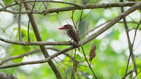 Facing-left-as-its-crown-opens-and-closes-then-faces-to-the-camera,-Banded-Kingfisher-Lacedo-pulchella-Female,-Thailand