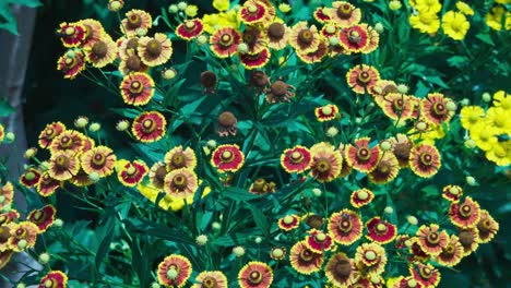 abejas recolectando néctar de las flores mientras polinizan el al mismo tiempo