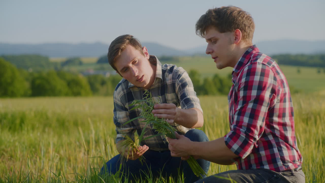 Two Farmers Examine Wheat and Oats During Ripening Process
