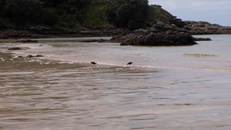 pair of native black oystercatcher birds wading in the shallows of ocean coastline searching for food in north island of new zealand aotearoa