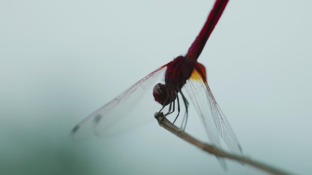 foto macro cinematográfica de vida silvestre de 4k de una mosca dragón parada en una rama en cámara lenta desde cerca