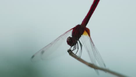 4K-Cinematic-wildlife-macro-shot-of-a-dragon-fly-standing-on-a-branch-in-slow-motion-from-up-close