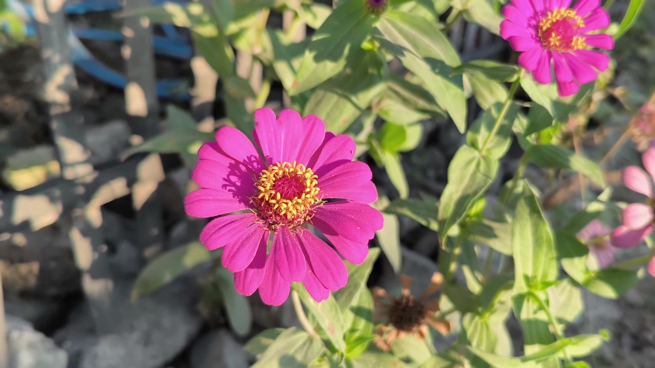 Vivaci fiori di zinnia rosa che sbocciano in un giardino soleggiato