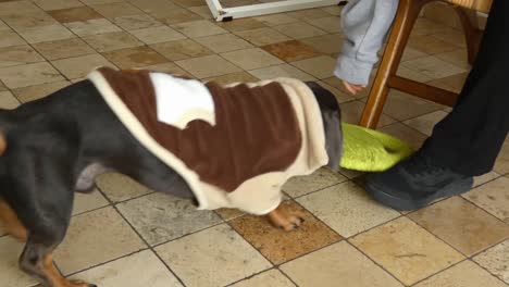 a dachshund dog playing with its toy and a person