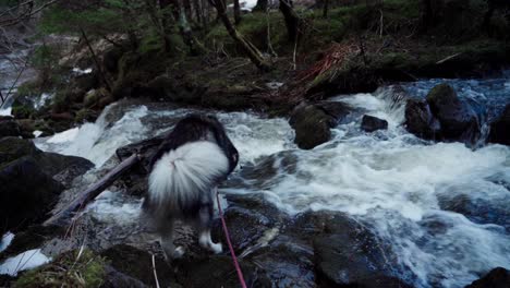 alaskan malamute dog stands in fast moving river in the forest - wide shot