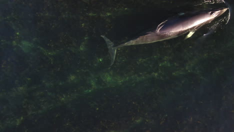 Ballena-Minke-Nadando-En-Aguas-Poco-Profundas-En-El-Este-De-Quebec