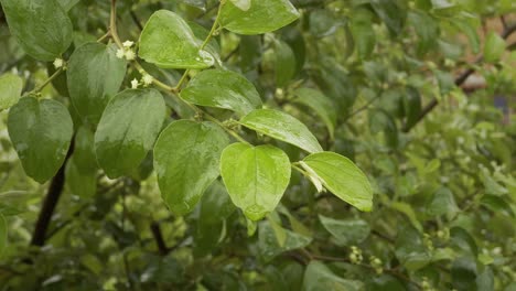 a serene moment in a garden on a rainy day, focusing on the gentle swaying of branches amidst the rain. the scene is dominated by lush green leaves and small white flowers