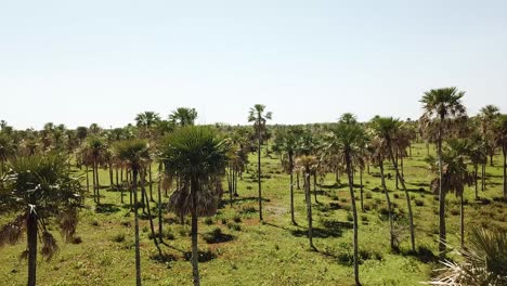 Campo-De-Palmeras-Verdes.-Disparo-De-Drones.-Entorno-Jurásico