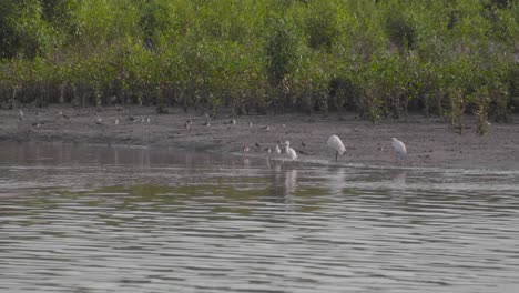 Group-of-little-egrets,-terek-sandpipers-and-redshanks-perched-and-moving-on-riverside-in-low-tide-of-mangrove-mudflats,-Parit-Jawa,-Malaysia