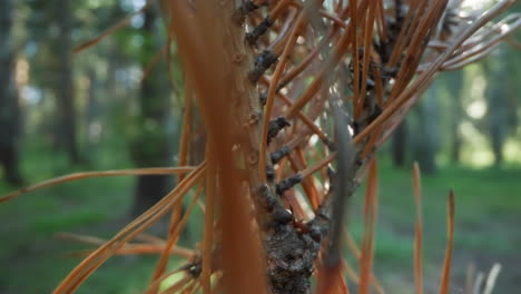 macro shot of ants on textured pine branch with soft-focus forest background