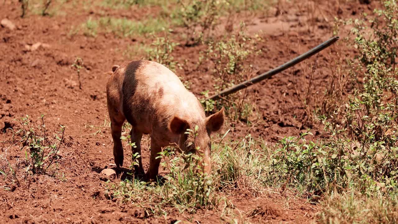 돼지가 새를 맡고 에 뿌리를 습니다.