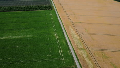 agricultural fields divided by road